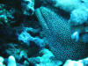 Yellow Margin Moray Eel