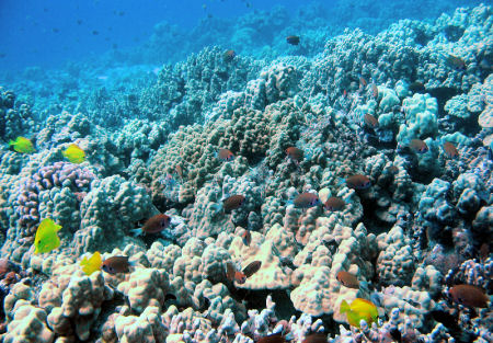 Snorkeling Pawai Bay