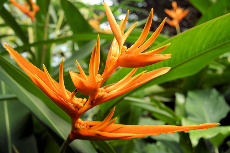 Hawaii Tropical Botanical Gardens