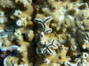 Coral heads in the lava tidal pools