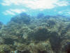 Coral heads on reef at Richardson's Beach