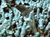 Whitemoute Moray Eel at Honaunau