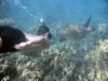 Yellow Margin Moray Eel