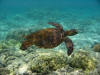 Sea Turtle at Kahaluu