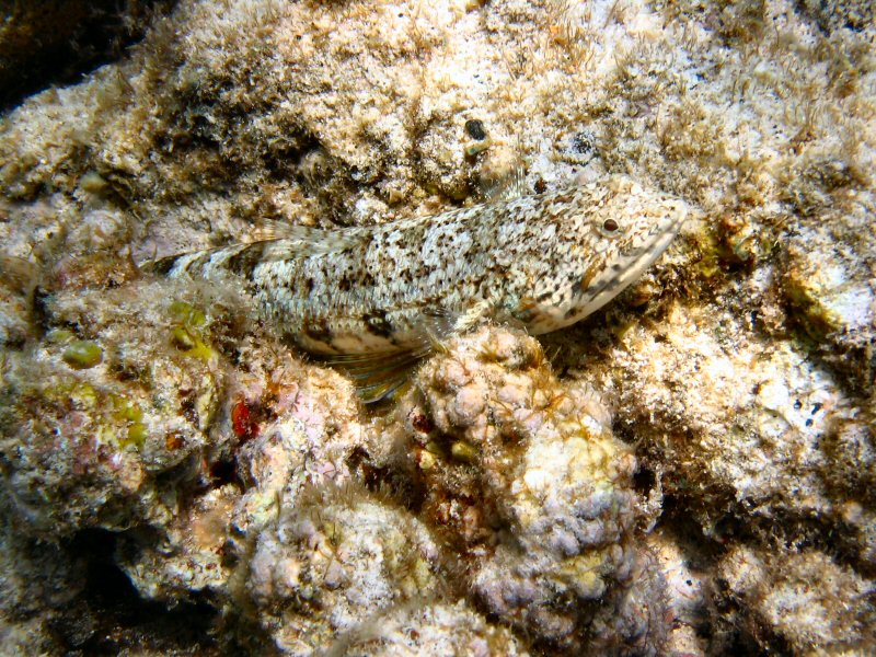 Lizard Fish at Kahaluu