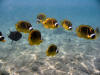 Raccoon Butterfly Fish at Kahaluu