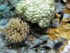 Coral at the Kapoho Tide Pools