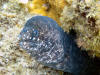 Eel at Kapoho Tide Pools