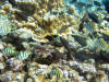 Colorful fish in the shallow tidal pools