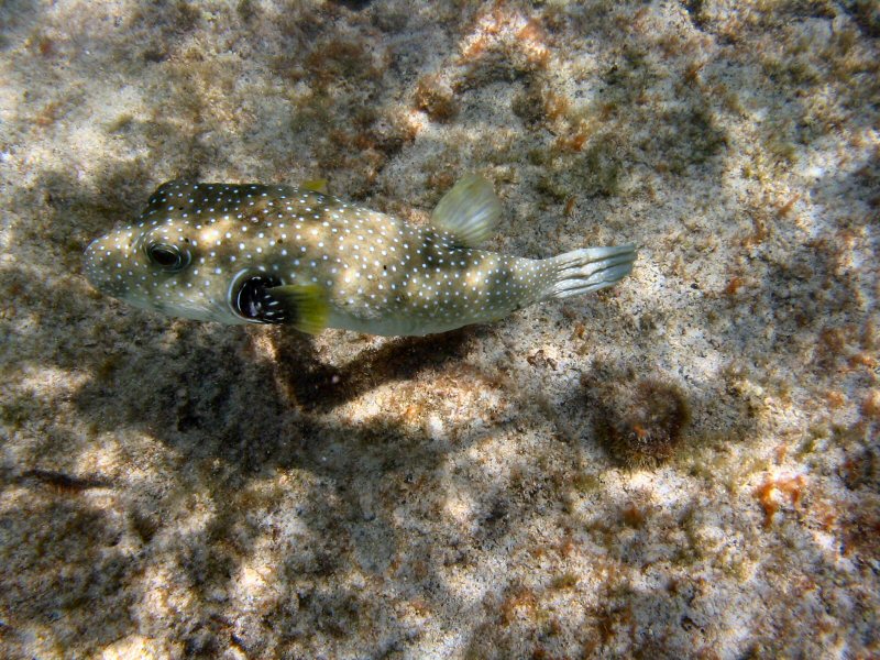Puffer Fish at kahaluu Beach