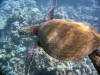 Sea Turtle in the shallows at Spencer