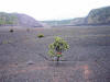 Plants coming alive in the fertile volcanic soil