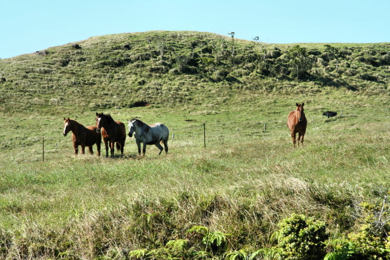 Horses in Waimea