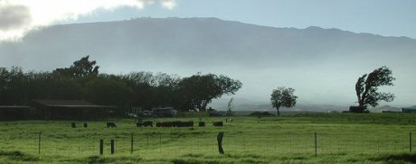 Parker Ranch with Mauna Kea in the Background, Waimea