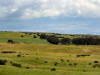 Cattle grazing on the Kohala slopes