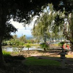 Banyan Trees