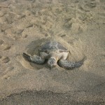 beachturtle1