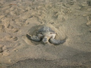 beachturtle1