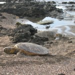 beachturtle7