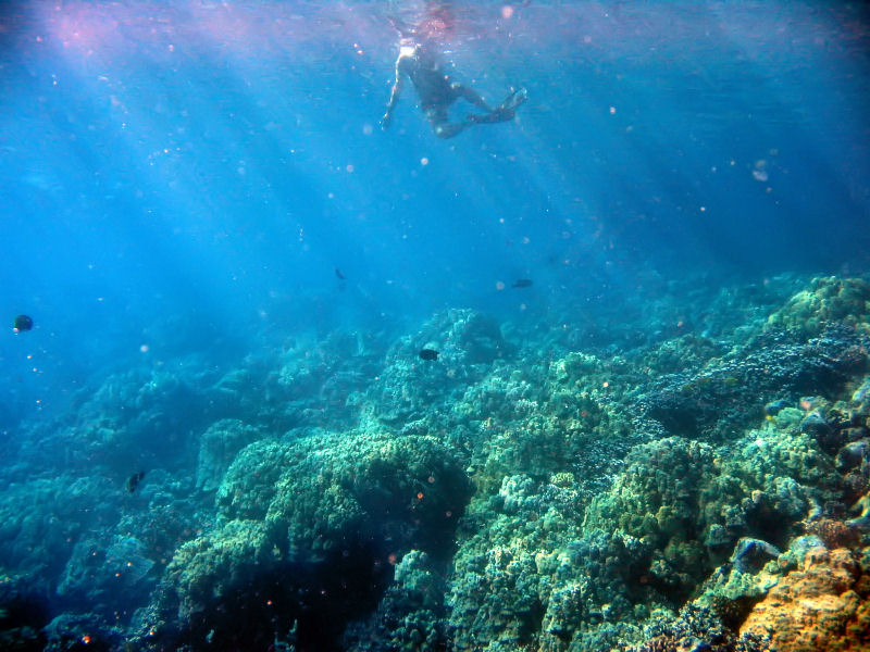 Coral Reef at Kealakekua Bay