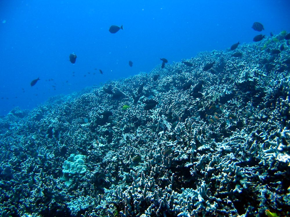 Vibrant Coral Reef at Captain Cook, Kealakekua Bay (Kona)