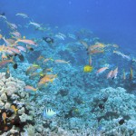 Goat Fish above Reef at Captain Cook