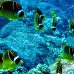 Raccoon Eye Butterfly Fish