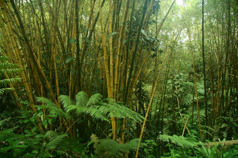 Bamboo Shoots at Akaka Falls