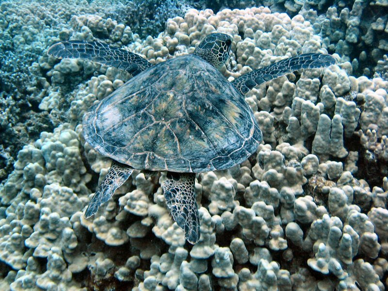 Green Sea Turtle at Honaunau Bay