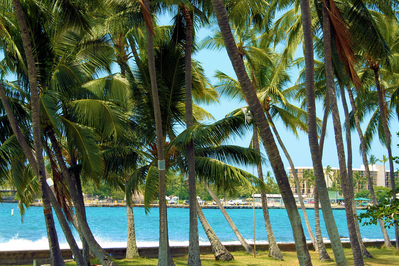 Kailua-Bay behind the swaying Palm Trees