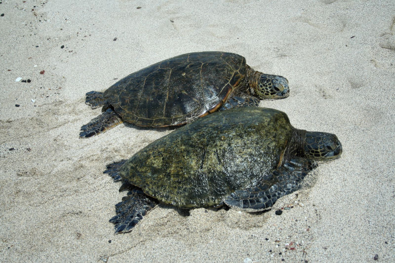 Sea Turtles at Kukio Beach Park, Kohala Coast