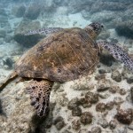 turtleuu2_b8 Snorkeling with Turtle in Kona, Hawaii