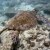 Snorkeling with Turtle in Kona, Hawaii