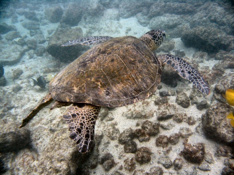 Snorkeling with Turtle in Kona, Hawaii