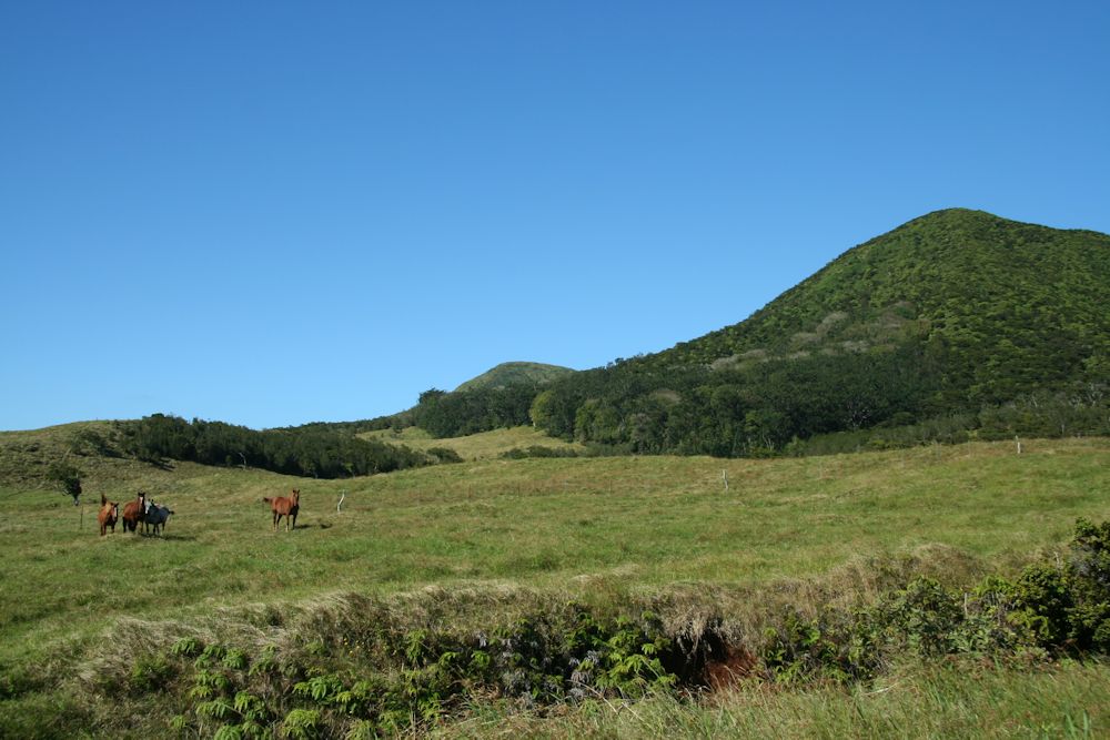 Horses on the hillside, Waimea (Kamuela) 