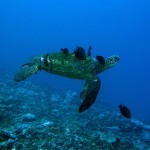 Green Sea Turtle, Leleiwi Beach, Hilo