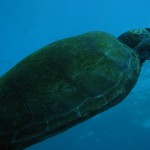 Hawaiian Honu at Leleiwi Beach Park, Hilo