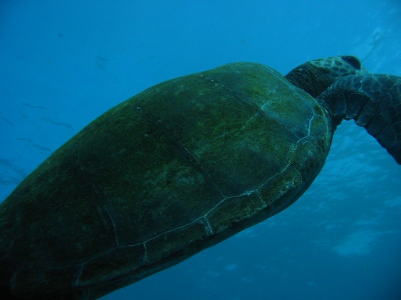 Hawaiian Honu at Leleiwi Beach Park, Hilo