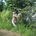 foraging fruit in hawaii