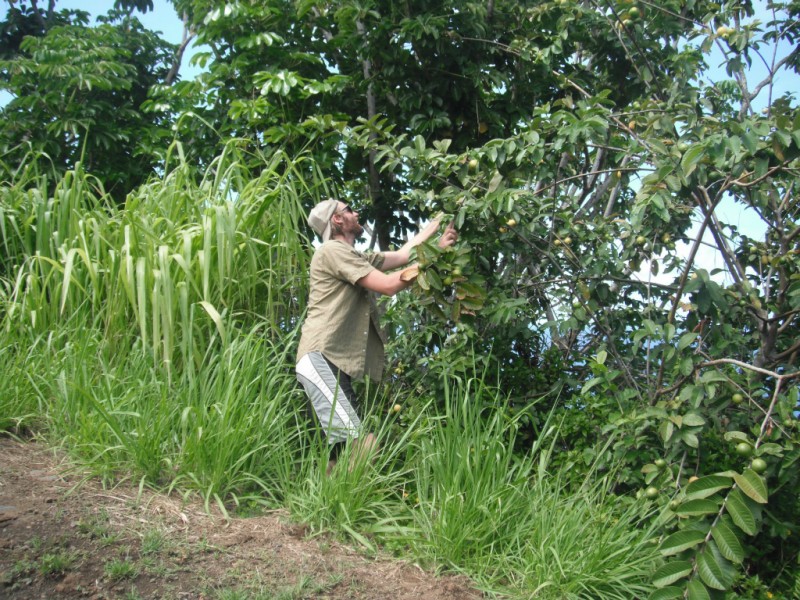 Foraging on the Big Island